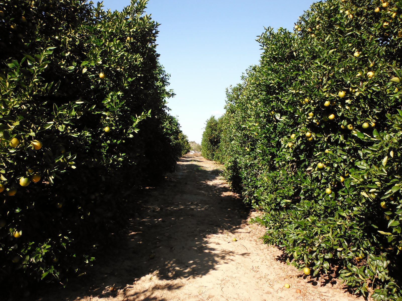 Fort Pierce citrus industry — Indian River citrus packing house with workers sorting and grading oranges
